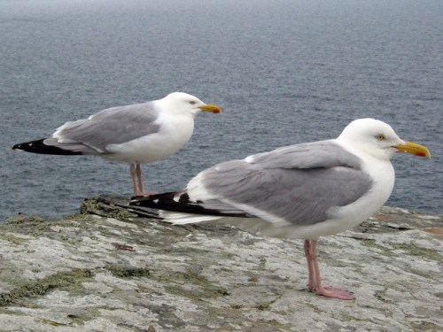 aaseagulls
