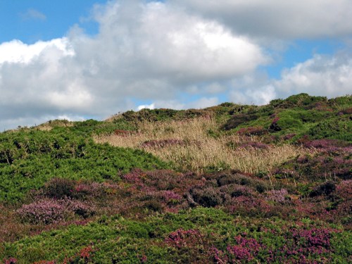 As lindas cores da vegetação de Cornwall /Beautiful Cornish colors