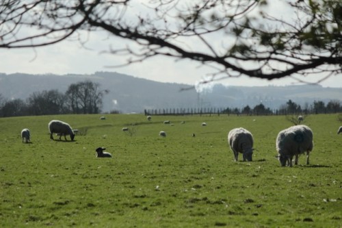 Paisagem com ovelhas / Landscape with sheep