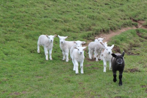 Carneirinhos / Lambs