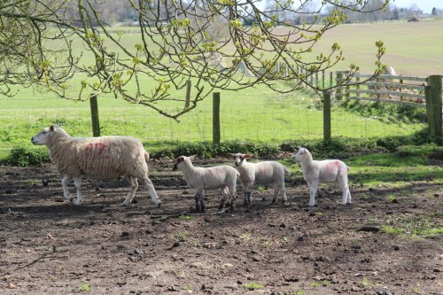 Sheep and lambs