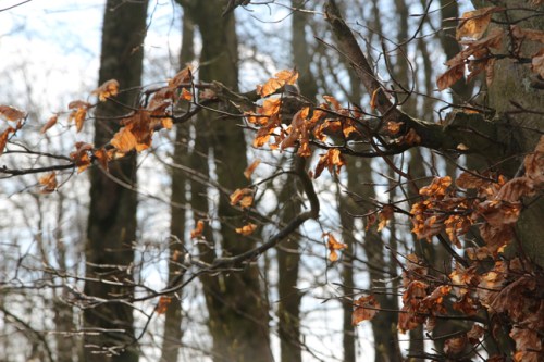 quse primavera / almost springtime