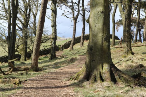 Florestinha antes de Sewingshields / Woods before Sewingshields