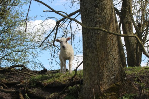 Ovelhinha em Chesters / Lamb in Chesters