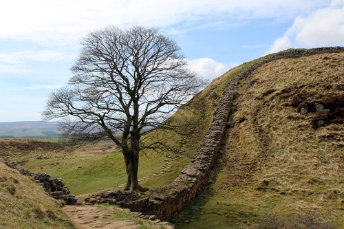 SycamoreGap é com certeza o lugar mais fotografado da trilha. Mesmo pelada a árvore é linda./ Sycamore Gap is surely the most depicted place of the whole footpath. Even bare the tree is awesome.
