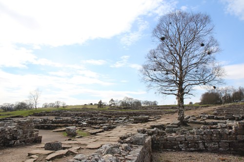 Paisagem / Vindolanda landscape