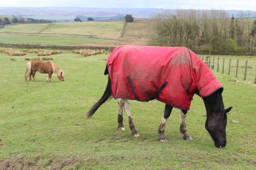 Cavalos com frio. / Horses feeling cold
