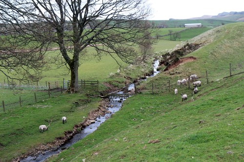 Paisagem bucólica / Bucolic landscape