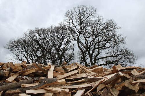 Árvores e lenha / Trees and firewood