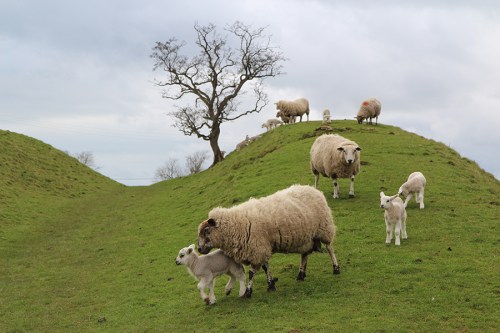sheepInTheDitch