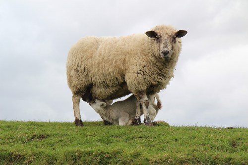 sheep&lamb