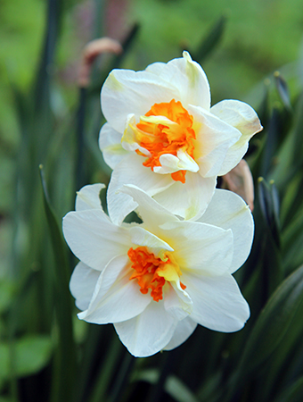 Sandysike Garden (2)