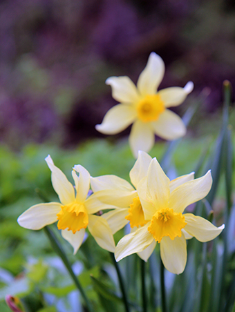 No jardim / Sandysike garden