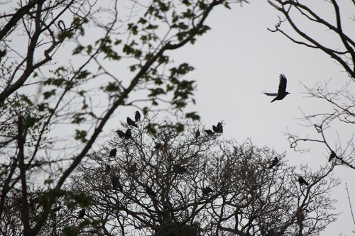 Voo do corvo / Raven's Fly