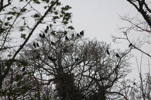Ninhos dos corvos / Ravens' Nests