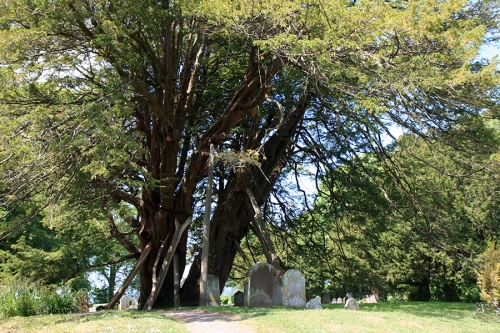 No cemitério da igreja os túmulos se espalhavam em volta de uma enorme árvore escorada por troncos. / In the cemetery, the graves spread around an old tree propped by trunks