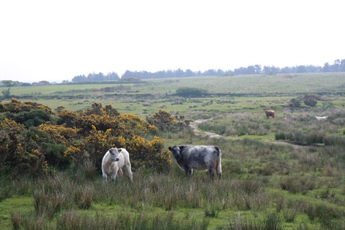 Lindas vaquinhas / Lovely cows