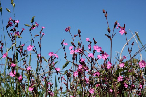 Lindas flores no caminho / Lovely flowers on the way