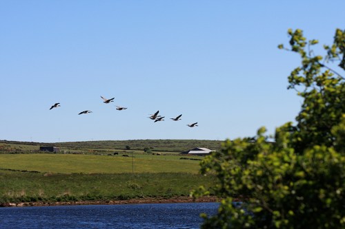 Revoada de patos / Ducks flying
