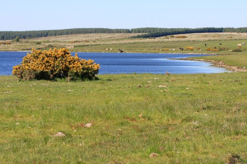 Boiada, ainda bem longe / Cattle, still from afar