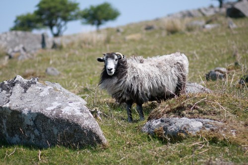 Simpáticos bodes habitam o local / Lovely locals