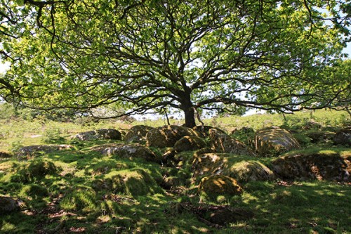 Um oásis no meio da paisagem inóspita / An oasis amidst the barren landscape
