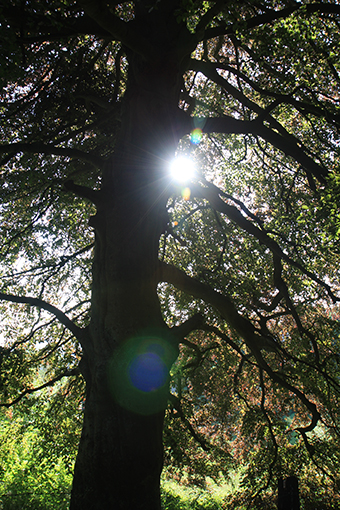 A natureza é o templo. / Nature is the temple.