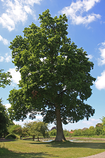 Carvalho, a árvore sagrada dos druidas/ Oak is the Druids' sacred tree