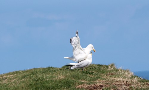 Gaivotas fazendo saliência / Seagulls fucking