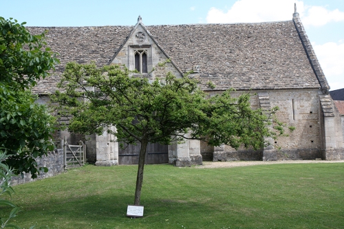 Espinheiro, substituto do que José de Arimatéia plantou na Abadia de Glastonbury. O original morreu. / Arimathea's replacement Thorn tree at Glastonbury Abbey - the original died.