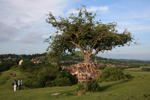 Espinheiro / Thorn Tree at Wearyhall Hill