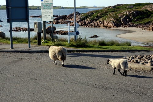 Ovelhas passeando tranquilas / Sheep strolling undisturbed