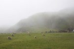 sheepInTheMist